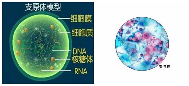 支原体前列腺炎好治吗